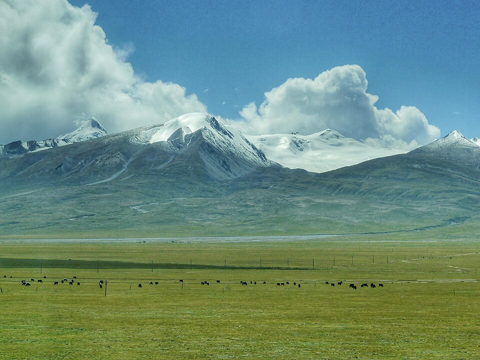 Vast green plateau in the Tibetan Himalayas with grazing yaks scattered across the grassland, distant snow-covered peaks and glaciers under a bright blue sky with fluffy white clouds.