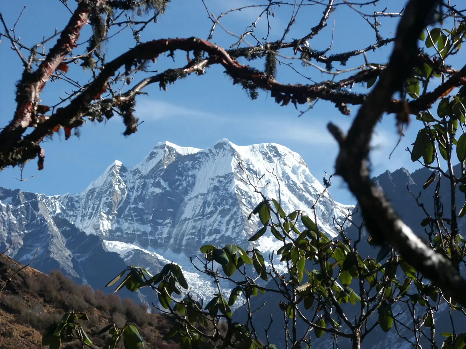 Stunning vista of Mera Peak's snow-covered face and glacier, framed by overhanging rhododendron twigs in the high alpine landscape of Nepal